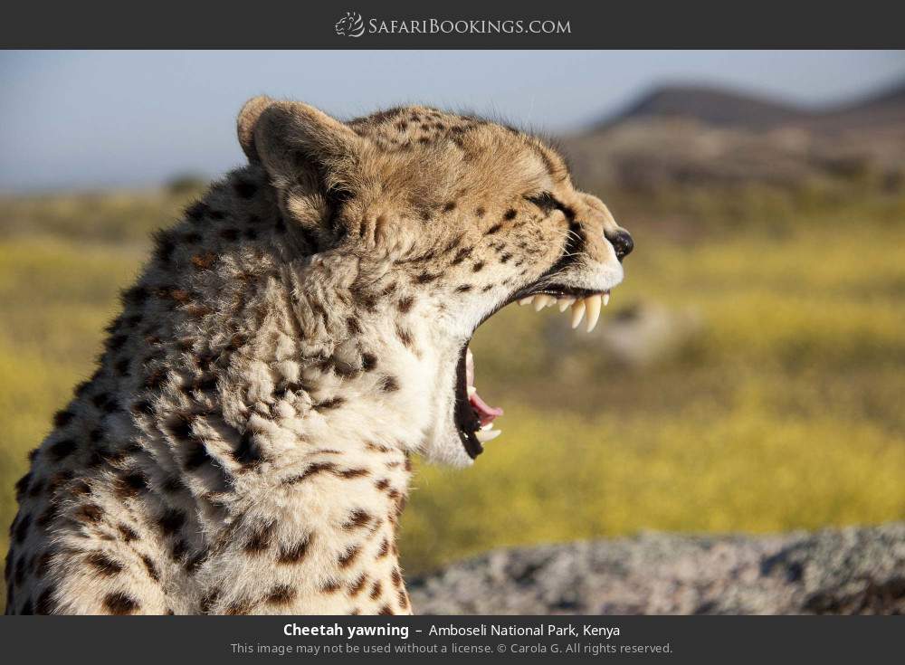 Cheetah yawning in Amboseli National Park, Kenya