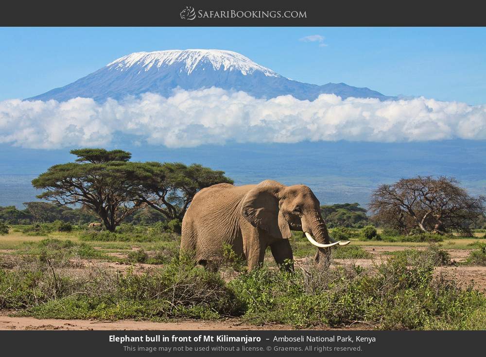 Elephant bull in front of Mt Kilimanjaro in Amboseli National Park, Kenya