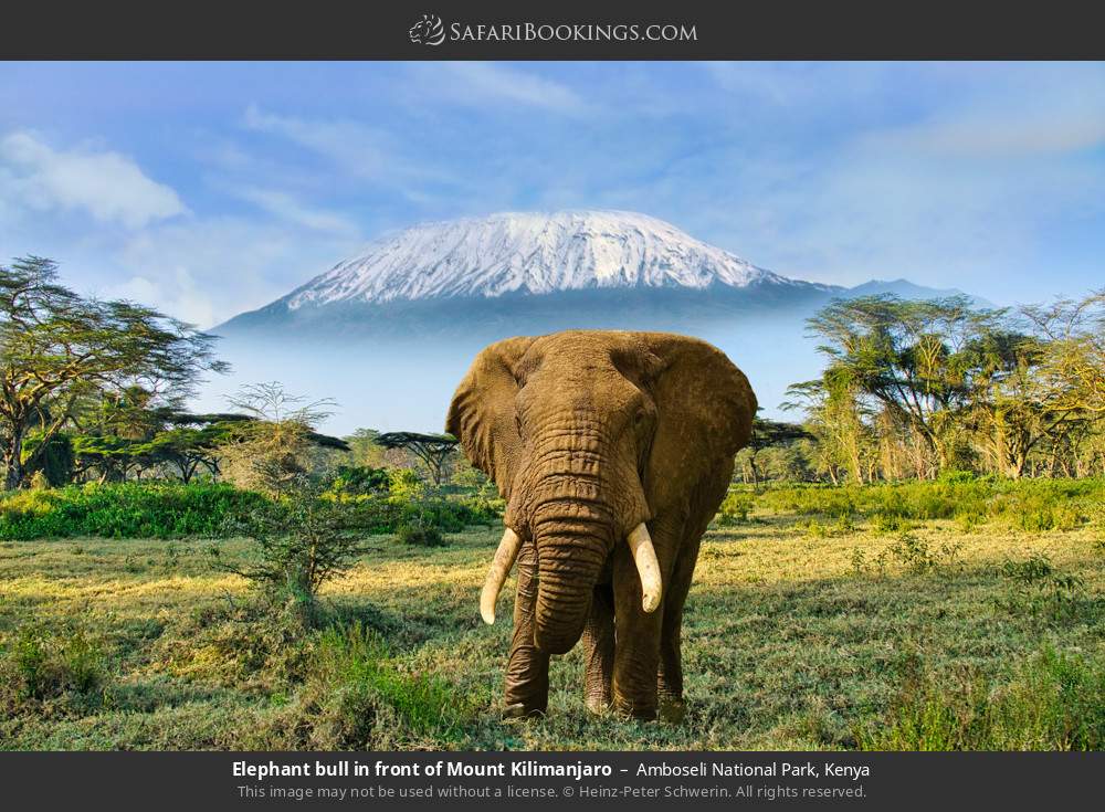 Elephant bull in front of Mt Kilimanjaro in Amboseli National Park, Kenya