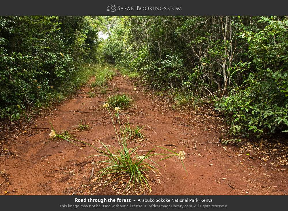 Road through the forest in Arabuko Sokoke Forest Reserve, Kenya