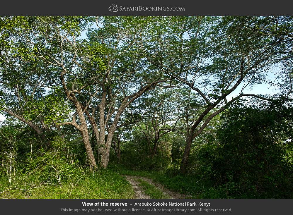 Road through the reserve in Arabuko Sokoke Forest Reserve, Kenya
