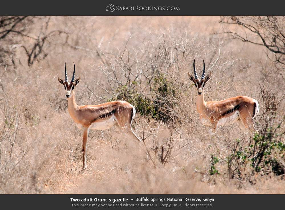 Grant's gazelles in Buffalo Springs National Reserve, Kenya