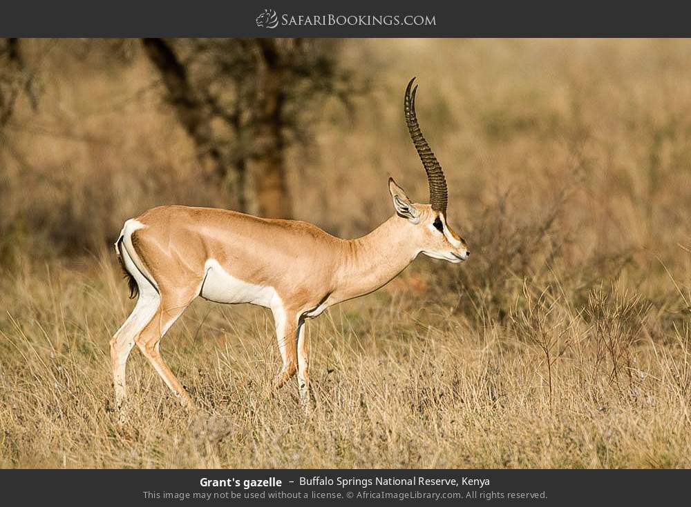 Grant's gazelle in Buffalo Springs National Reserve, Kenya