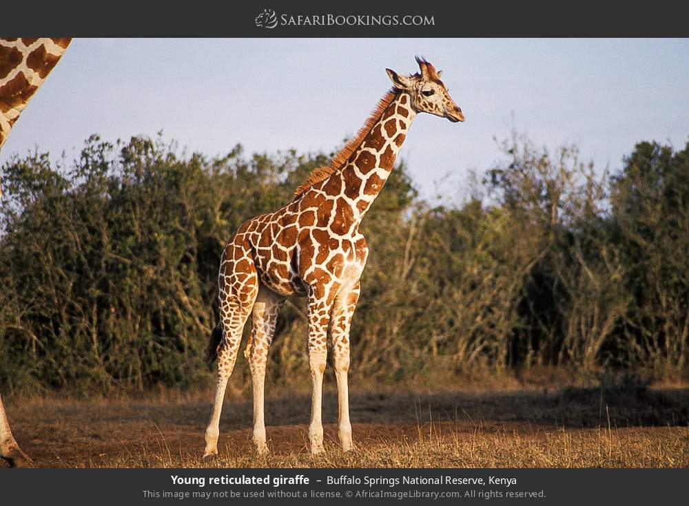 Young reticulated giraffe in Buffalo Springs National Reserve, Kenya