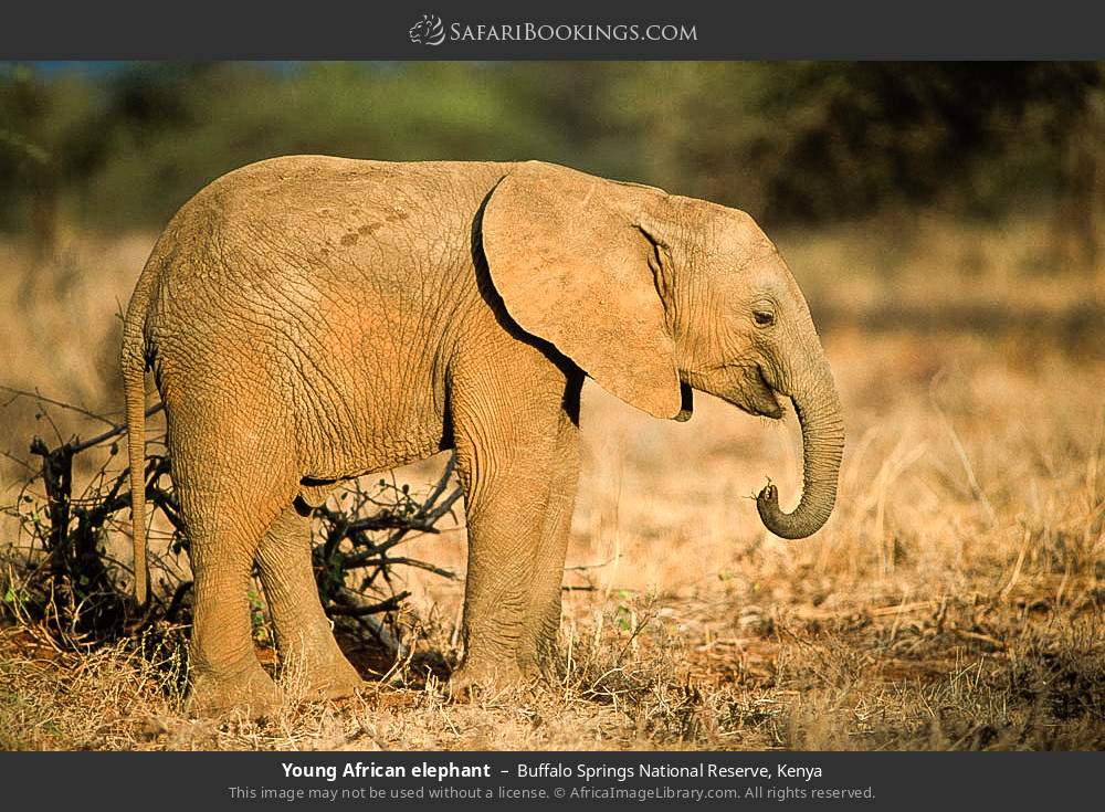 Young African elephant in Buffalo Springs National Reserve, Kenya