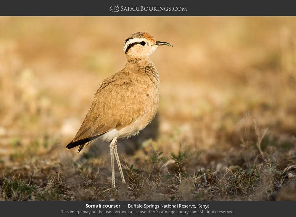 Somali courser in Buffalo Springs National Reserve, Kenya