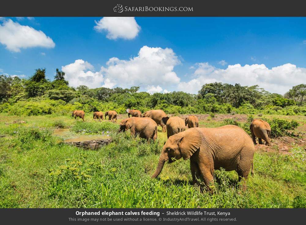 Orphaned elephant calves feeding in Sheldrick Wildlife Trust, Kenya