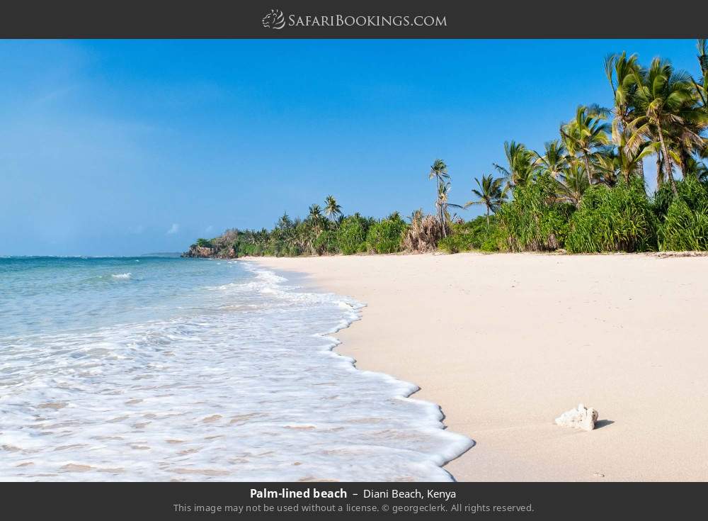Palm-lined Diani Beach in Diani Beach, Kenya