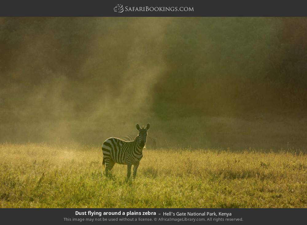 Plains zebra in Hell's Gate National Park, Kenya