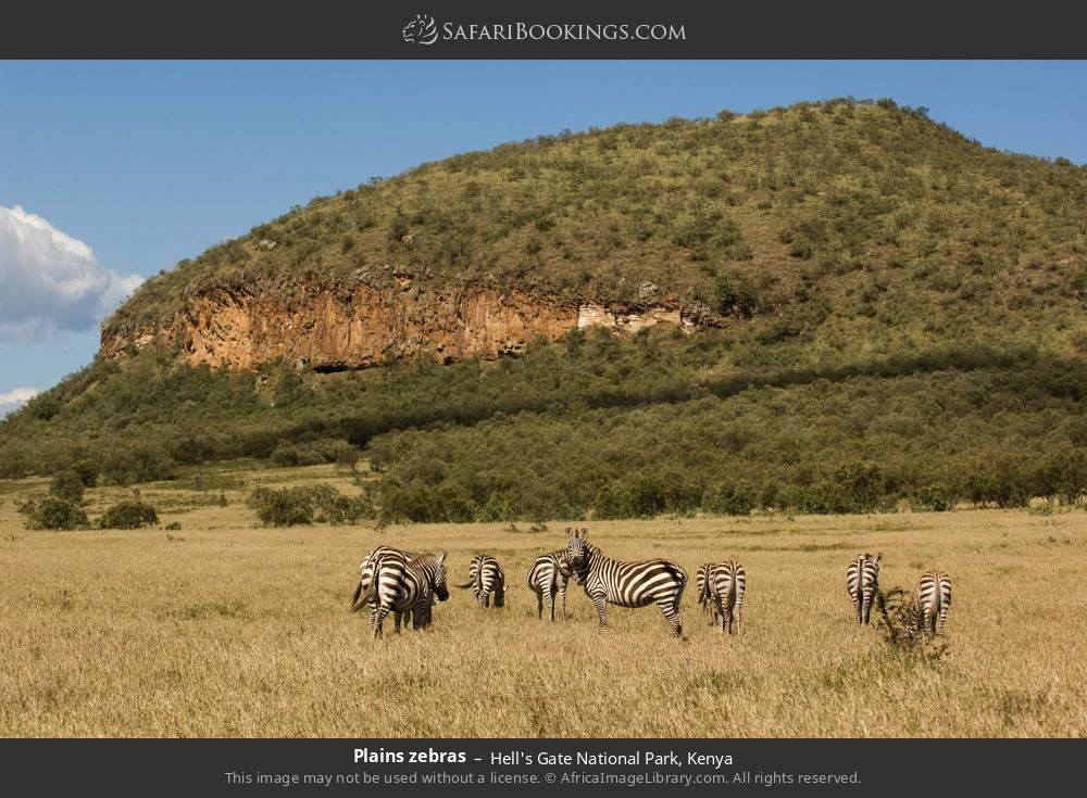 Plains zebras in Hell's Gate National Park, Kenya