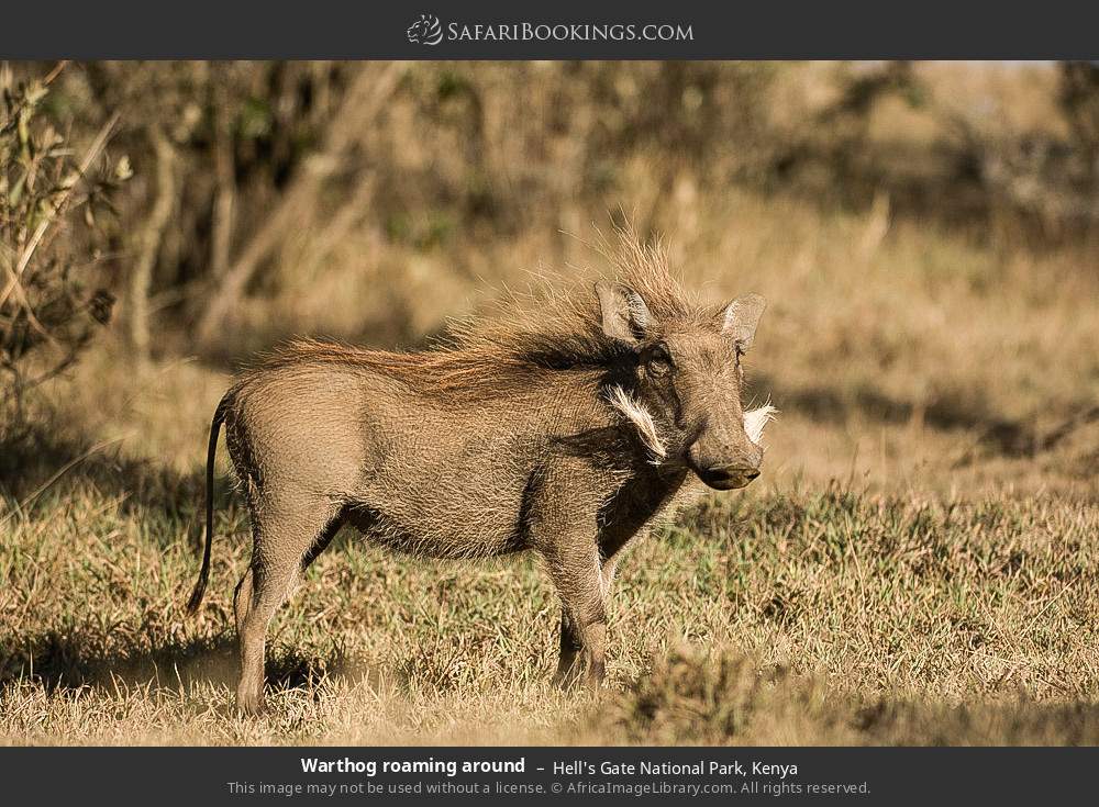 Warthog in Hell's Gate National Park, Kenya