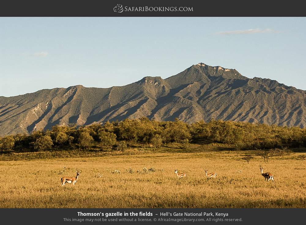 Thomson's gazelles in Hell's Gate National Park, Kenya
