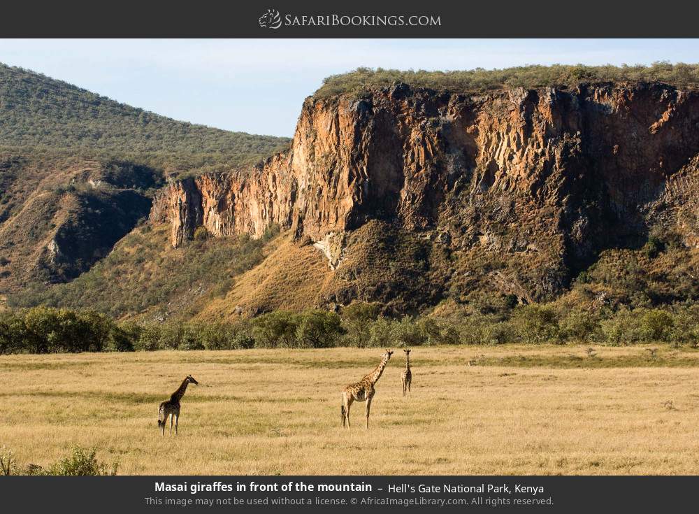 Masai giraffes in Hell's Gate National Park, Kenya