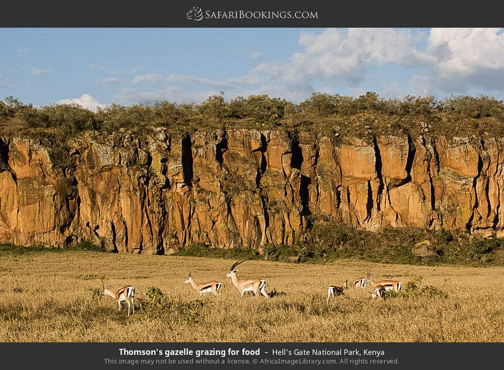 Thomson's gazelles in Hell's Gate National Park, Kenya