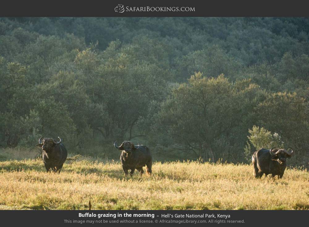Buffalo grazing in the morning in Hell's Gate National Park, Kenya