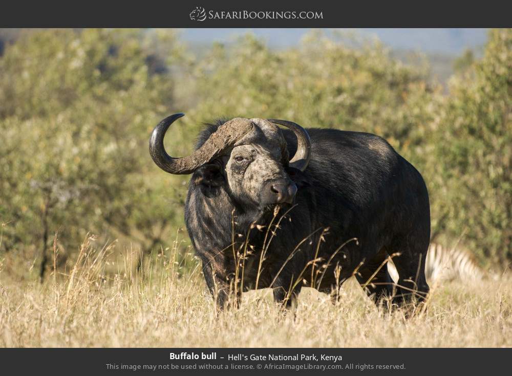 Buffalo bull in Hell's Gate National Park, Kenya
