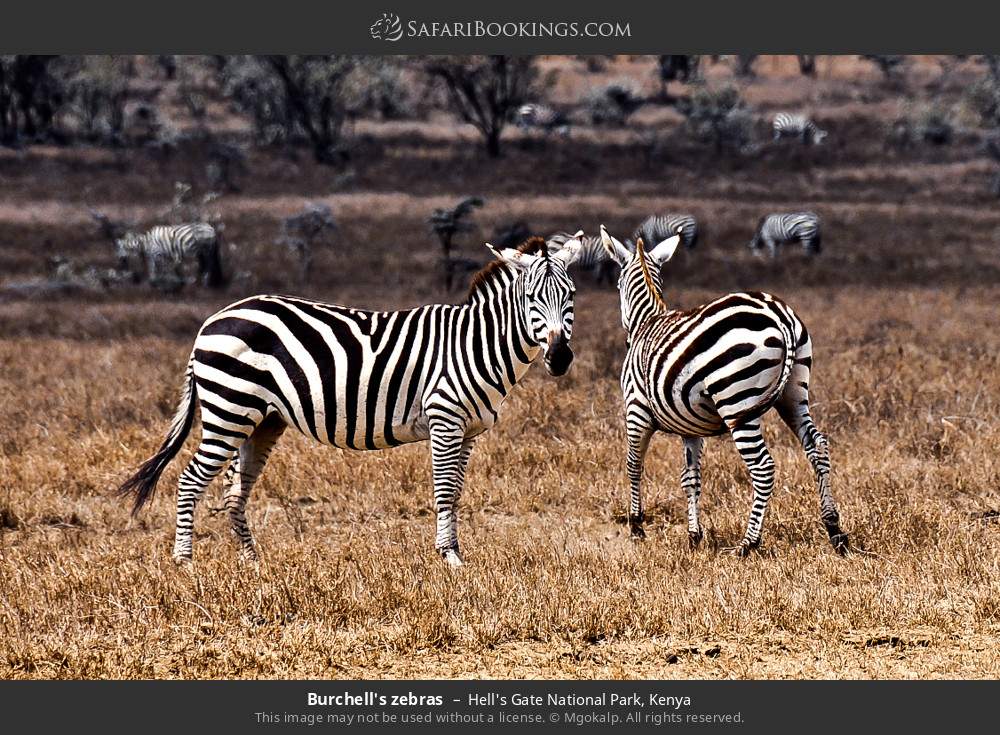 Plains zebras in Hell's Gate National Park, Kenya