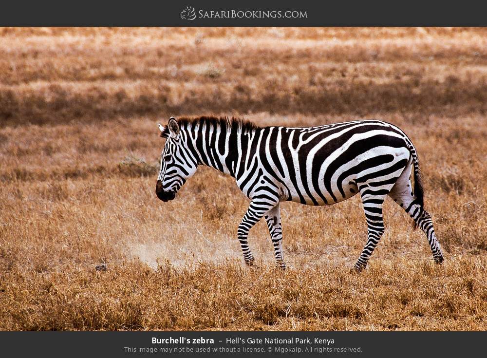 Plains zebra in Hell's Gate National Park, Kenya
