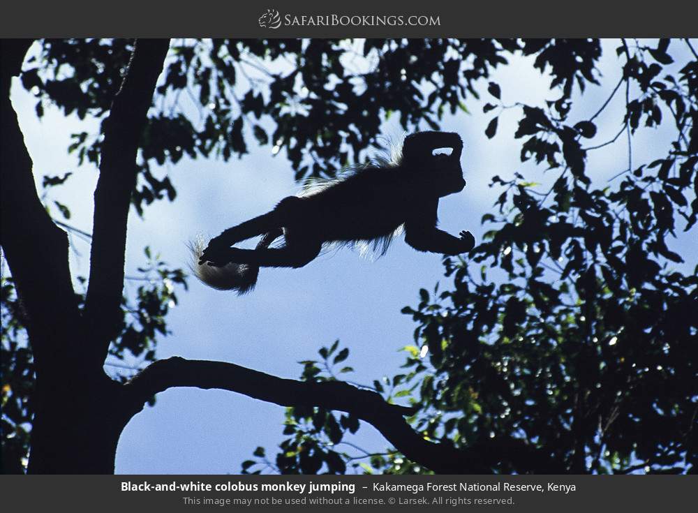 Black-and-white colobus jumping in Kakamega Forest, Kenya