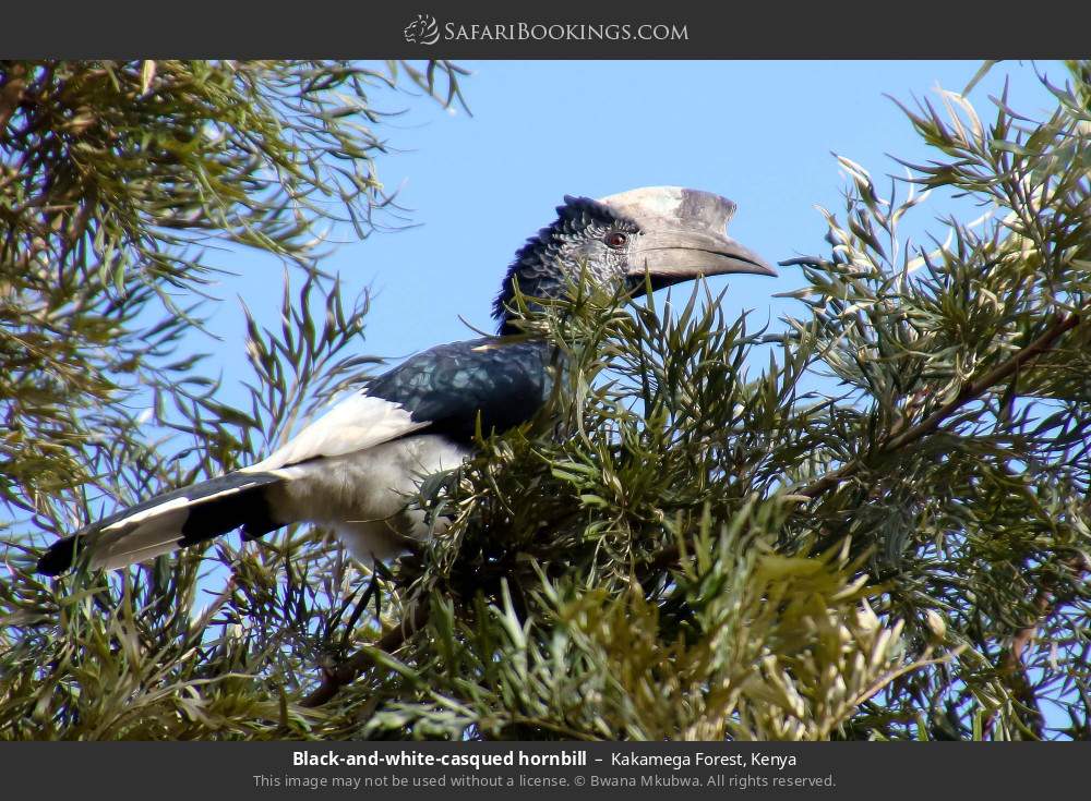 Black-and-white-casqued hornbill in Kakamega Forest, Kenya
