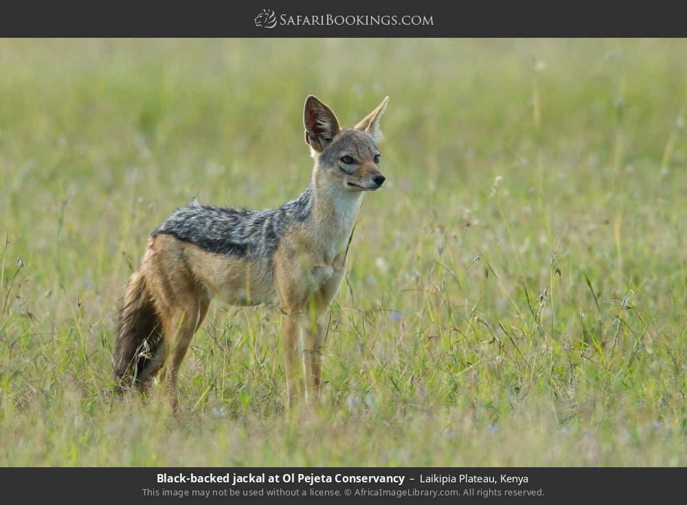 Black-backed jackal in Ol Pejeta Conservancy in Laikipia Plateau, Kenya