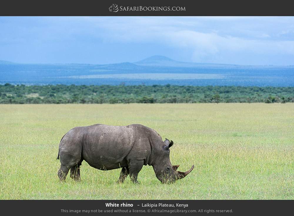 White rhino in Laikipia Plateau, Kenya