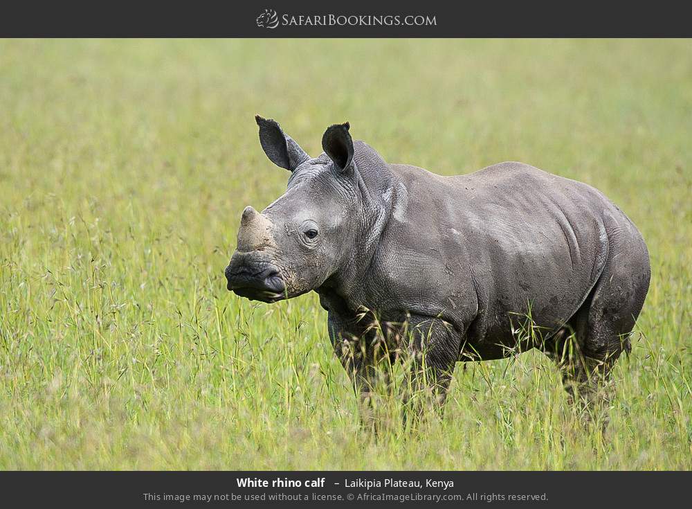 White rhino calf in Laikipia Plateau, Kenya
