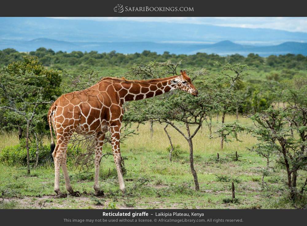 Reticulated giraffe in Laikipia Plateau, Kenya