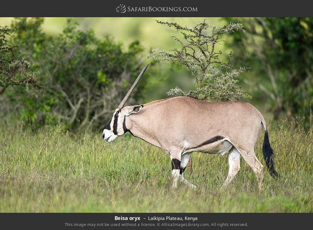 Beisa oryx in Laikipia Plateau, Kenya