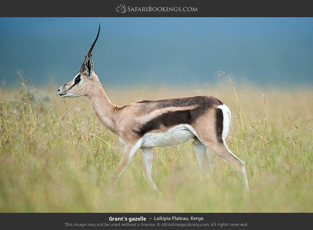 Grant's gazelle in Laikipia Plateau, Kenya