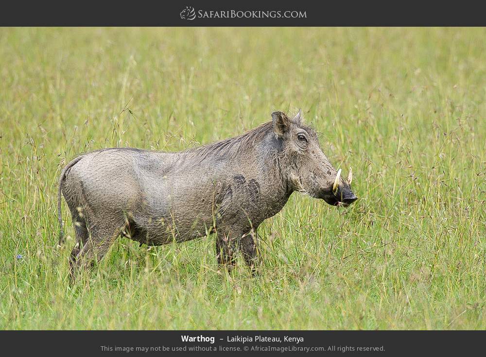 Warthog in Laikipia Plateau, Kenya