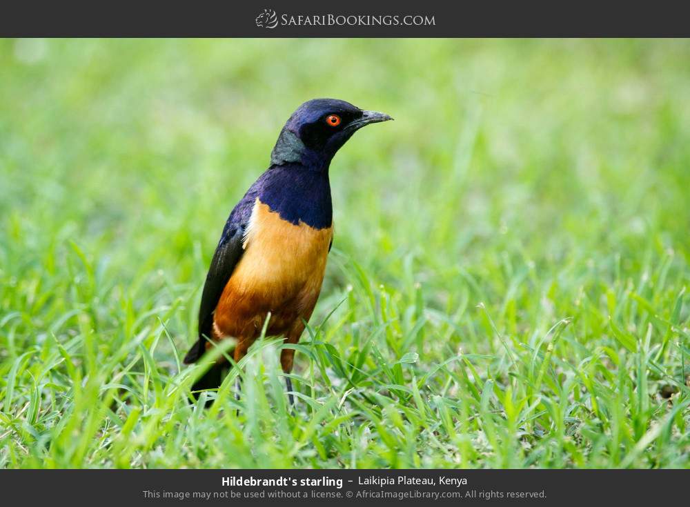 Hildebrandt's starling in Laikipia Plateau, Kenya