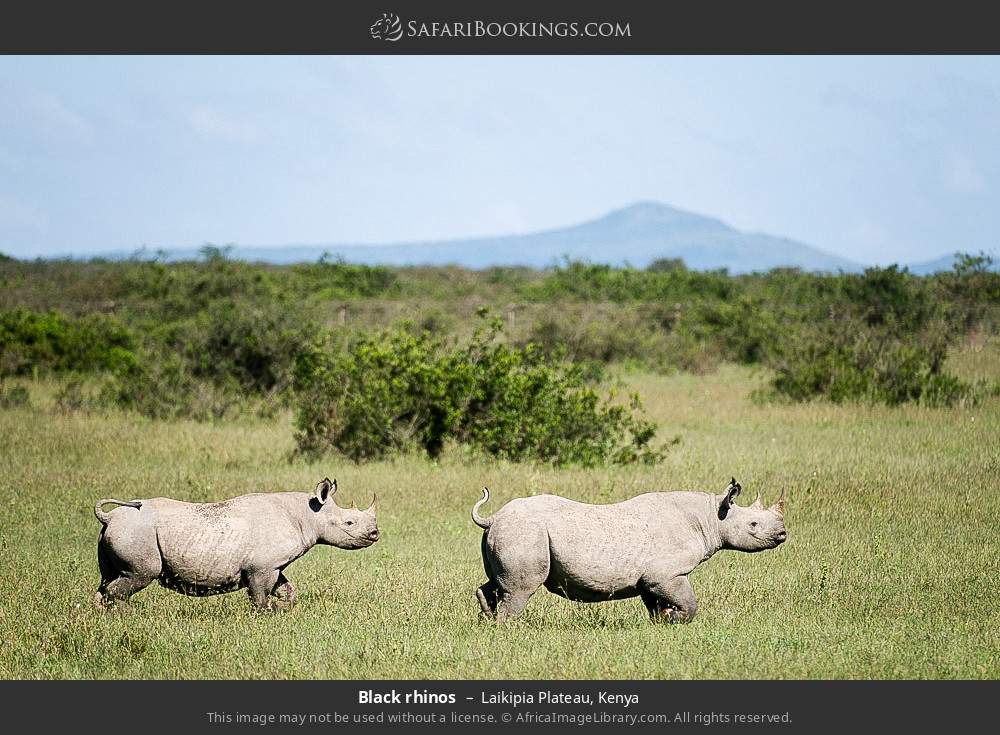 Black rhinos in Laikipia Plateau, Kenya
