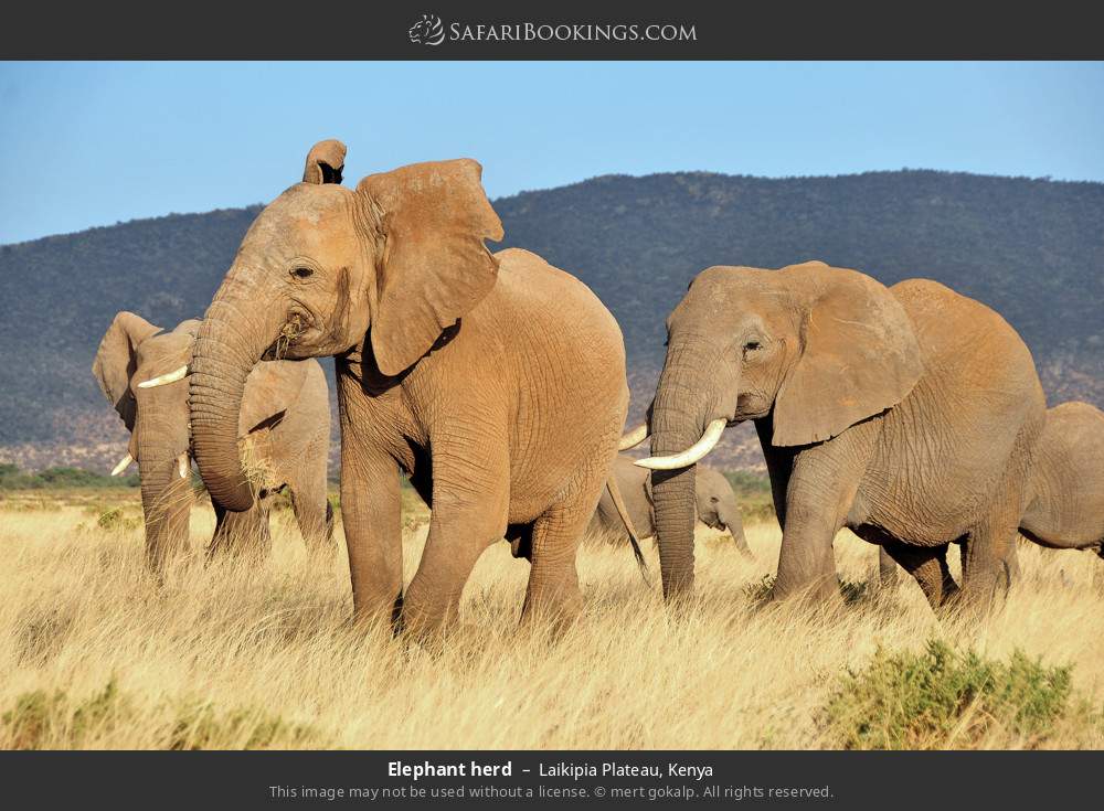 Herd of elephants in Laikipia Plateau, Kenya