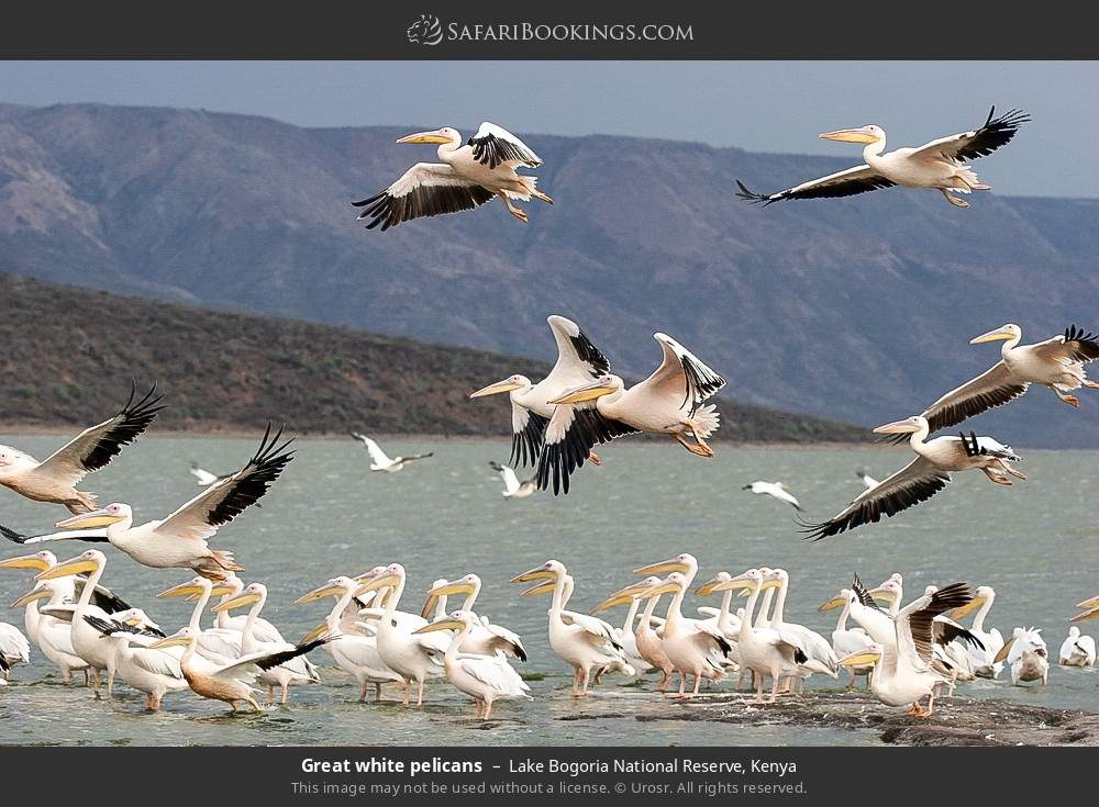 Great white pelicans in Lake Bogoria National Reserve, Kenya