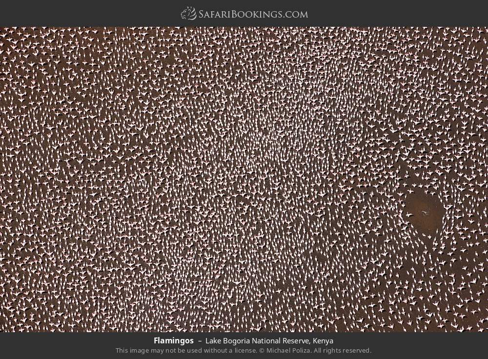 Flamingos in Lake Bogoria National Reserve, Kenya