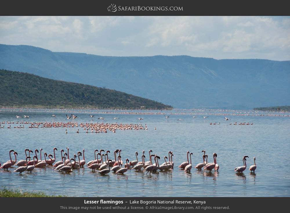 Lesser flamingos in Lake Bogoria National Reserve, Kenya
