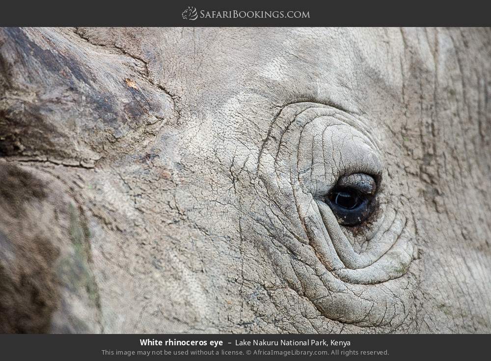 White rhinoceros eye in Lake Nakuru National Park, Kenya