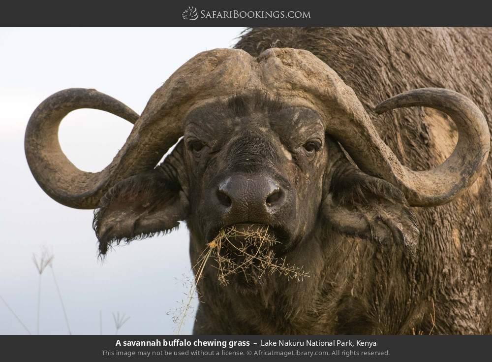 Buffalo bull in Lake Nakuru National Park, Kenya