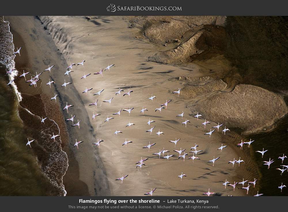 Flamingos flying over the shoreline in Lake Turkana, Kenya