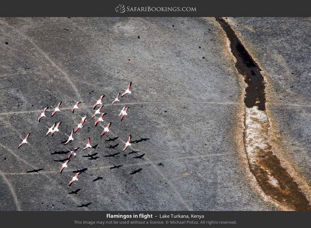 Flamingos in flight in Lake Turkana, Kenya
