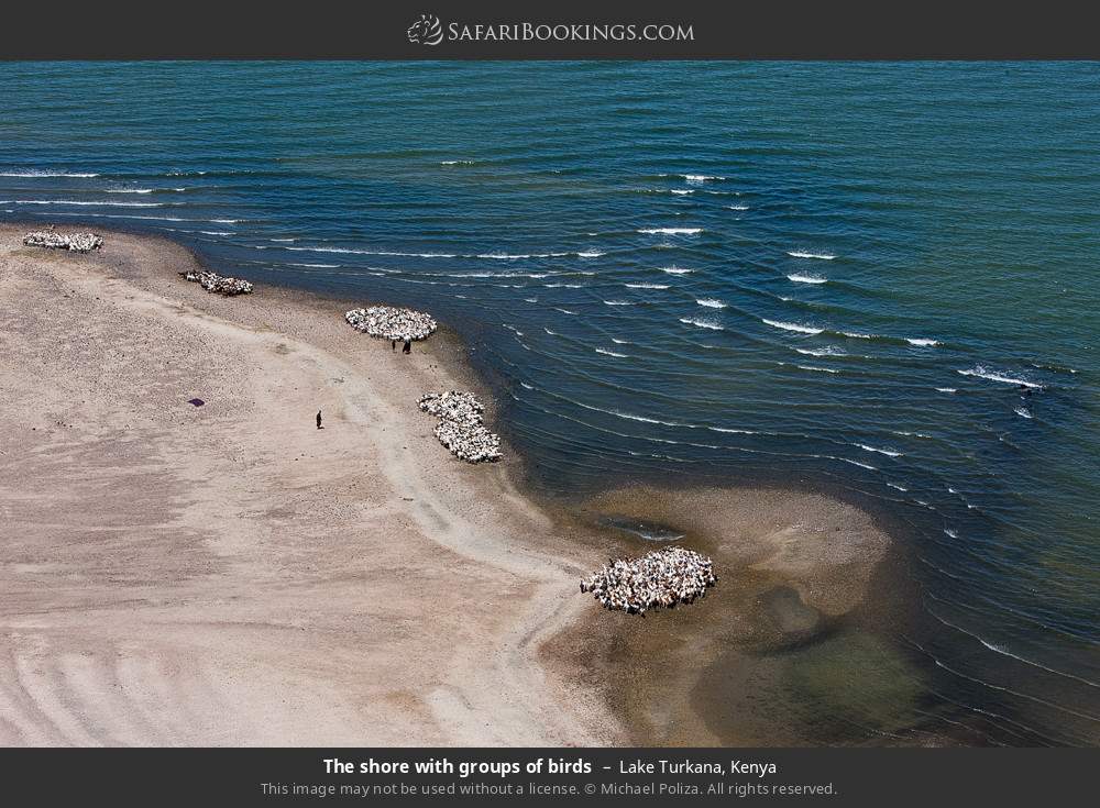 The shore with groups of birds in Lake Turkana, Kenya