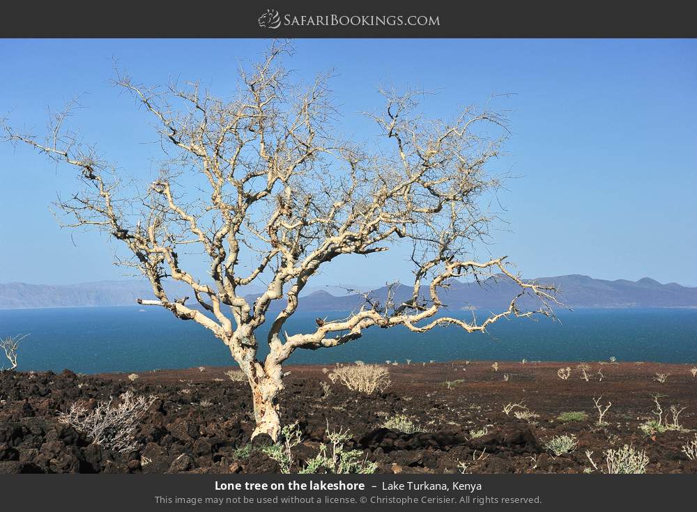 Lone tree on the lakeshore in Lake Turkana, Kenya