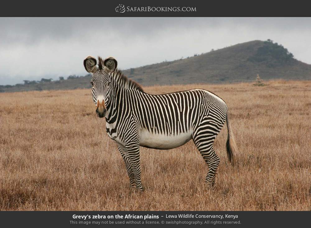 Grevy's zebra in Lewa Wildlife Conservancy, Kenya
