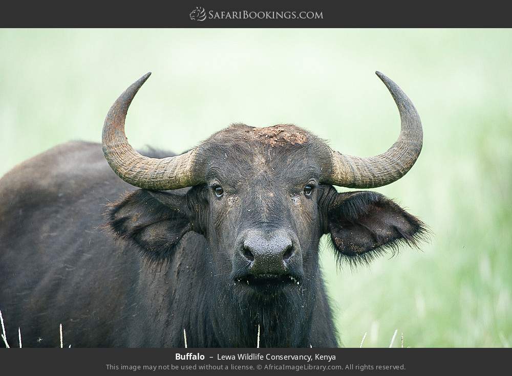 Buffalo in Lewa Wildlife Conservancy, Kenya
