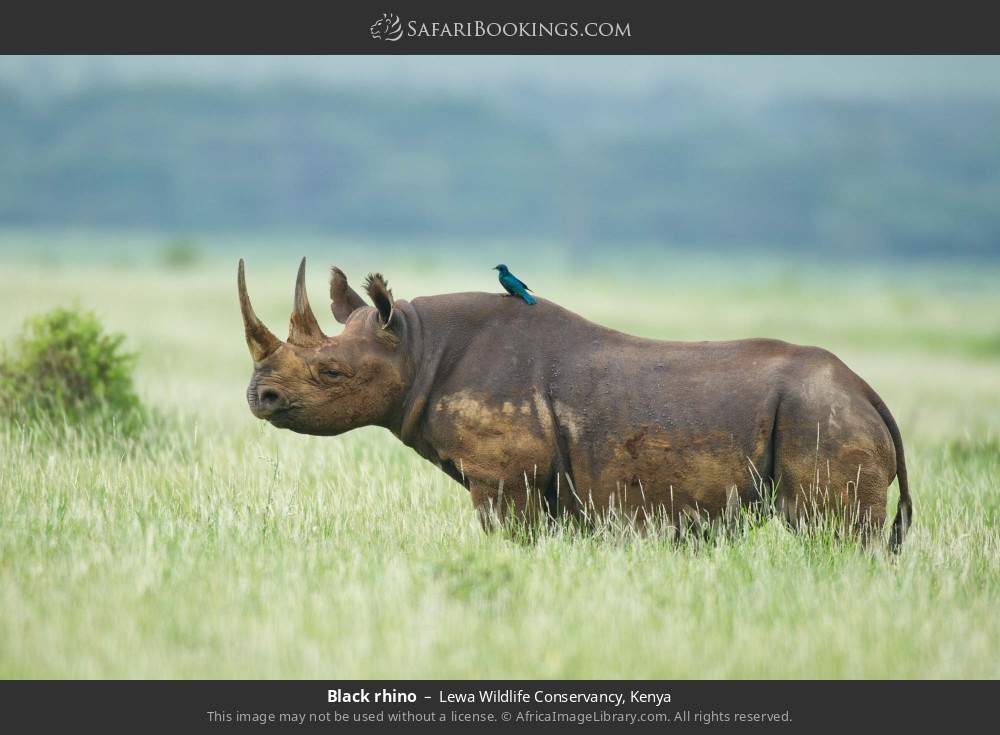 Black rhino in Lewa Wildlife Conservancy, Kenya