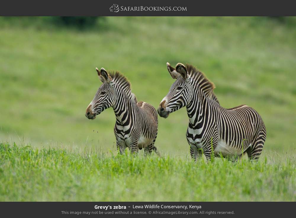 Grevy's zebra in Lewa Wildlife Conservancy, Kenya