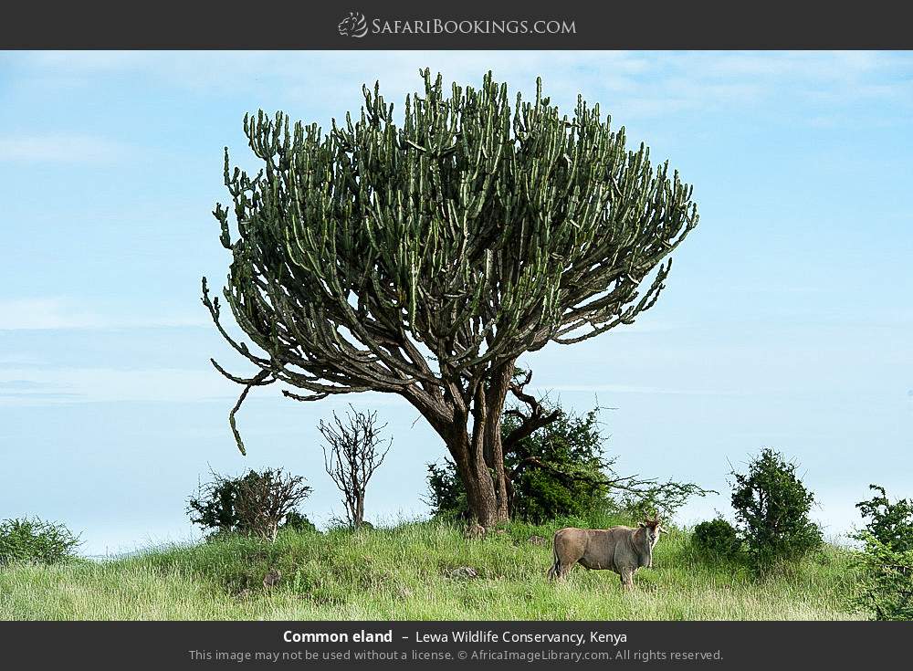 Common eland in Lewa Wildlife Conservancy, Kenya
