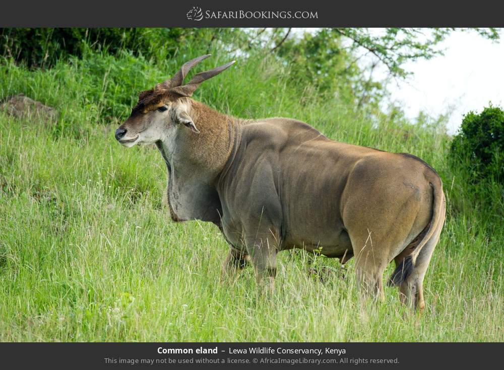 Common eland in Lewa Wildlife Conservancy, Kenya
