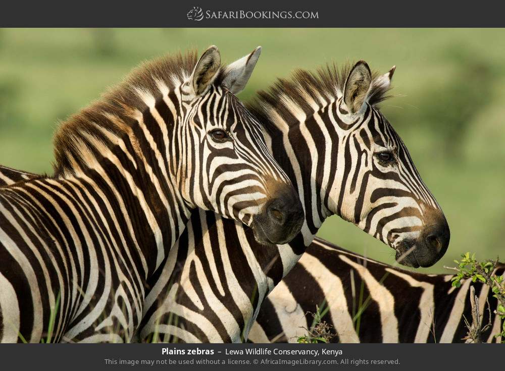 Plains zebras in Lewa Wildlife Conservancy, Kenya